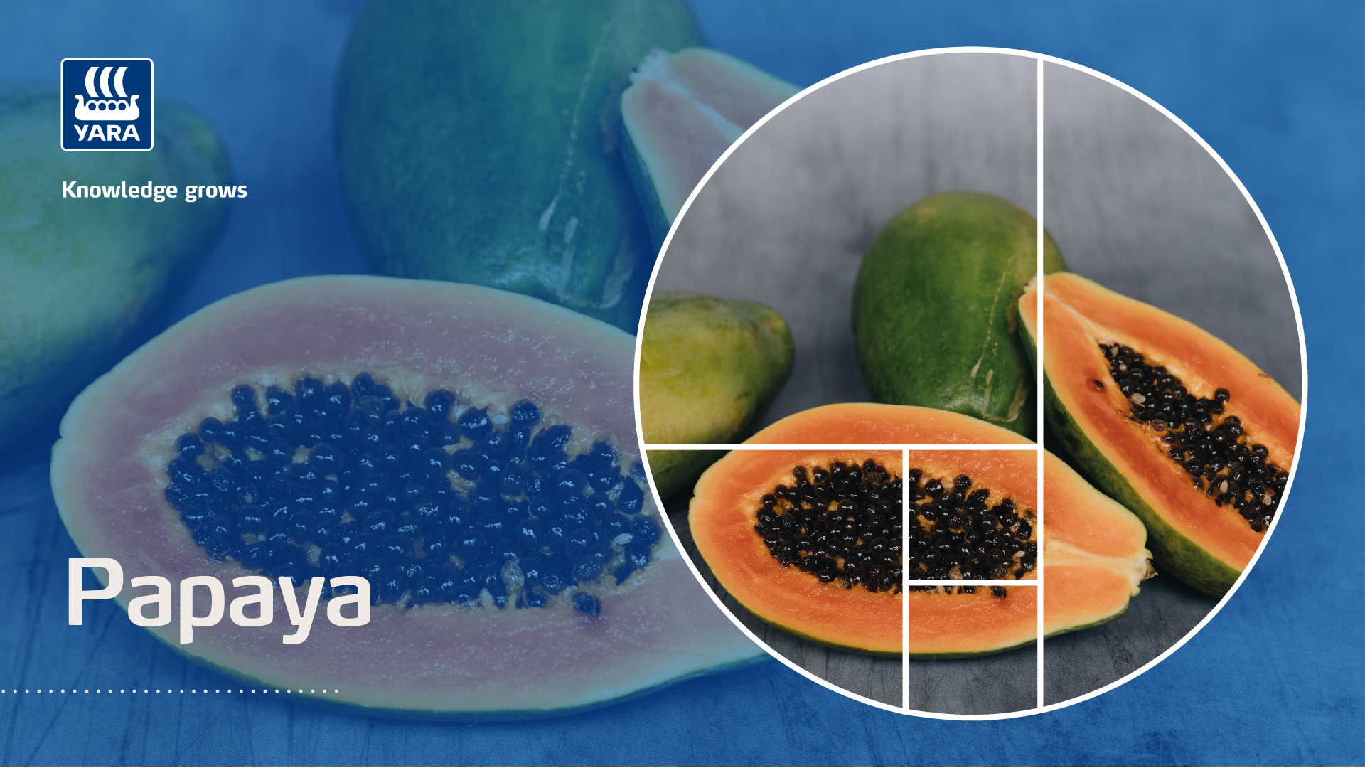 papaya