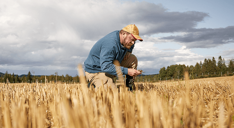 Farmer checking wheat in the field