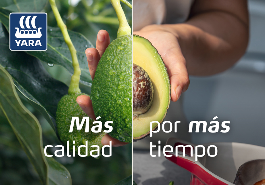 Aguacate