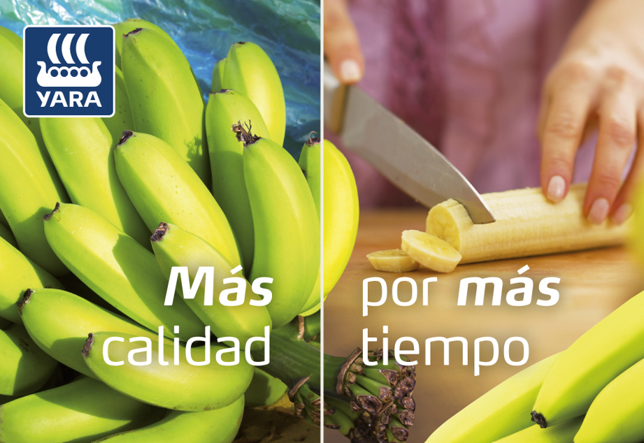 Banano 