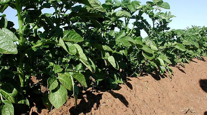 Los camellones dan buen drenaje y fácil recolección de las papas.