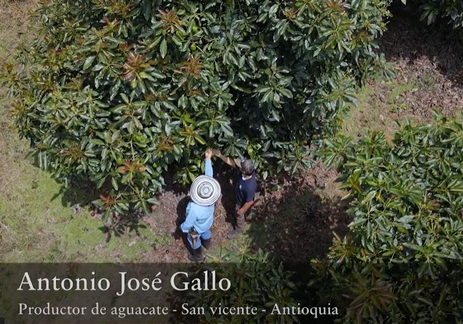 testimonial aguacate