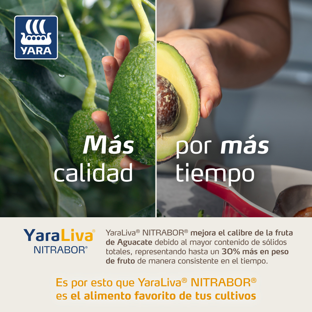 Aguacate