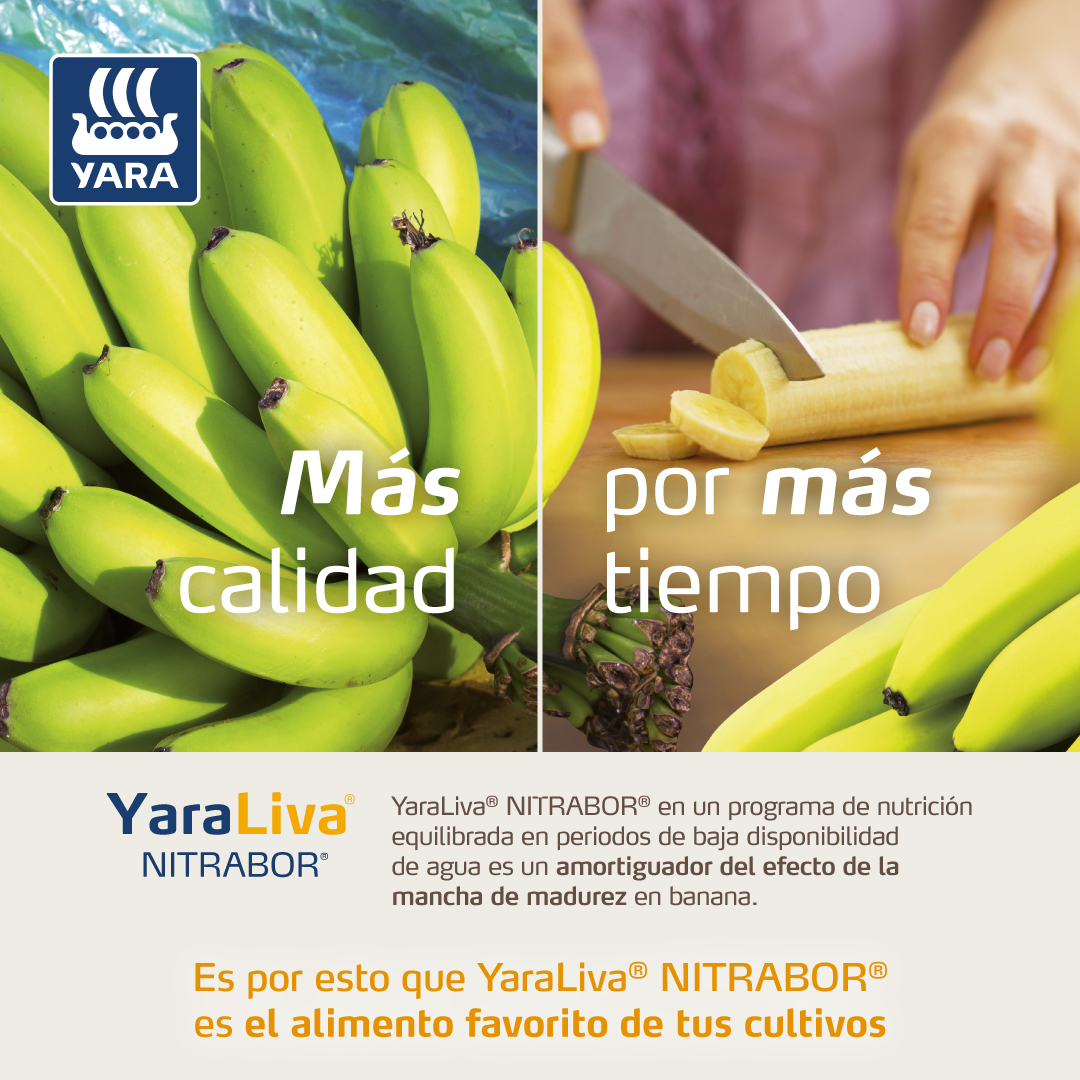 Banano