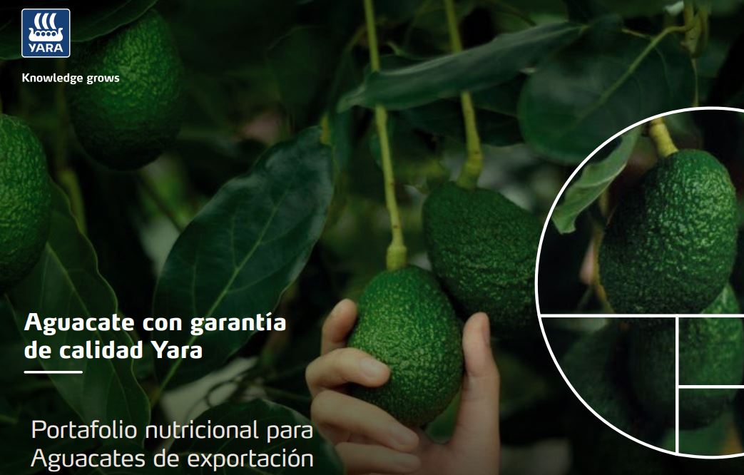 Portafolio nutricional para Aguacate
